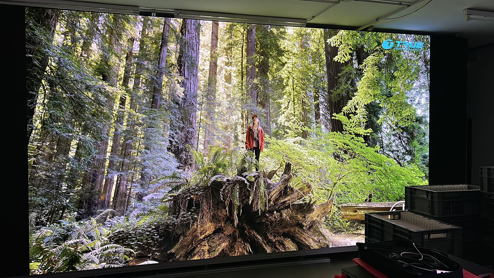 Sonnendurchfluteter Mammutbaumwald füllt eine TRUE LED-Videowand im Experience Center